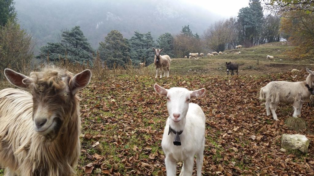 Chalet La Nos Molina di Ledro Dış mekan fotoğraf